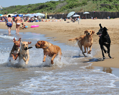 Podere Isabella - Territorio - Dog Beach San Vincenzo