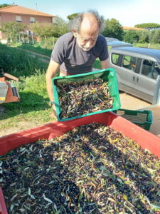 Podere Isabella - Raccolta delle olive