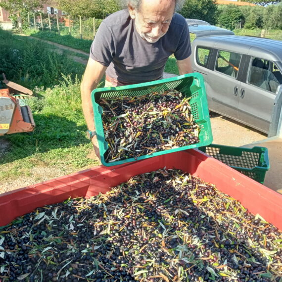 Podere Isabella - Raccolta delle olive