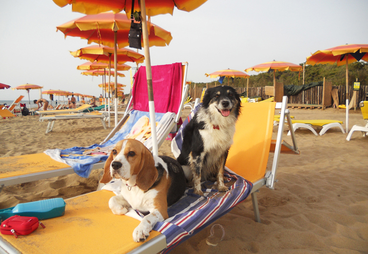 dog beach san vincenzo