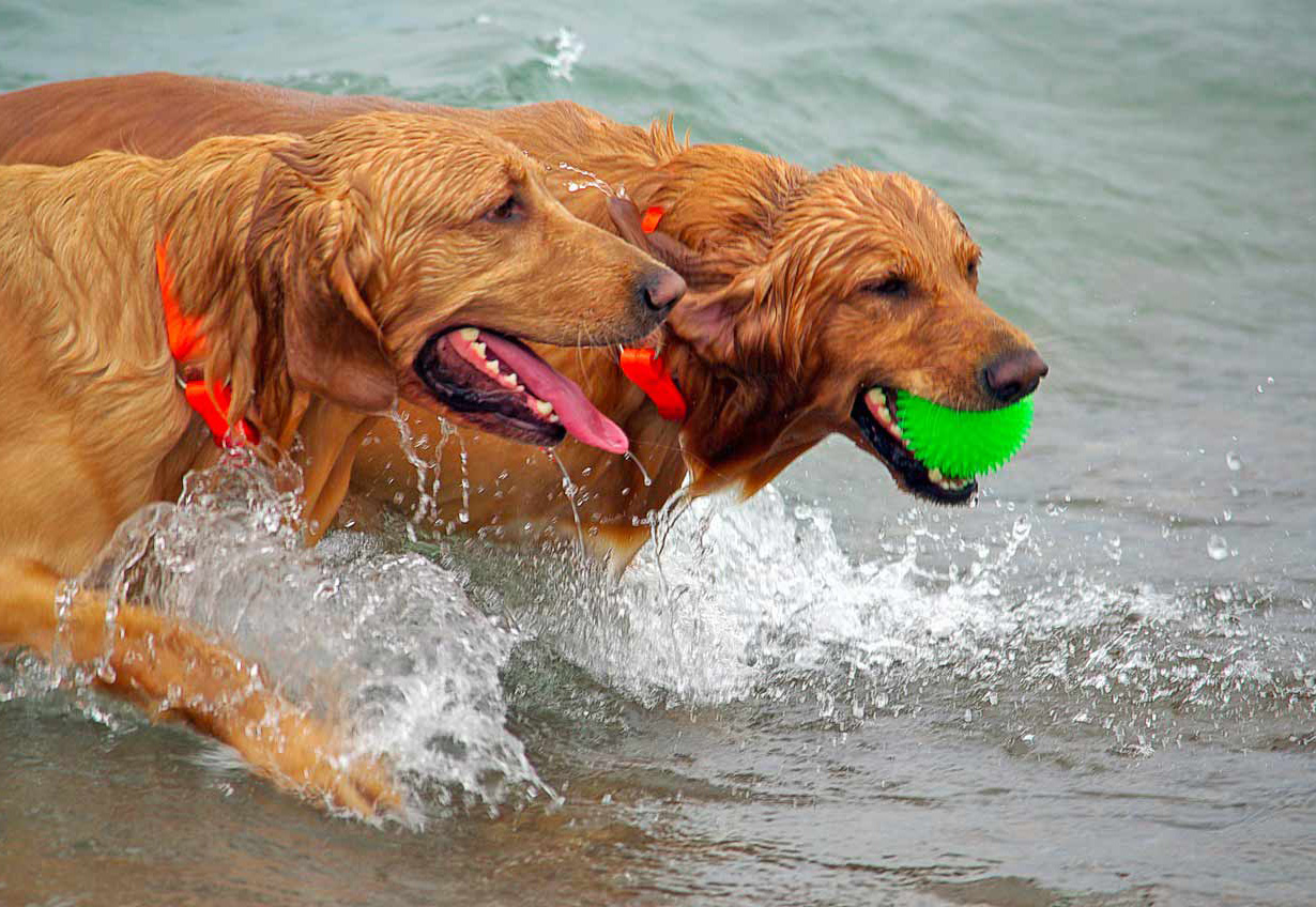 dog beach san vincenzo